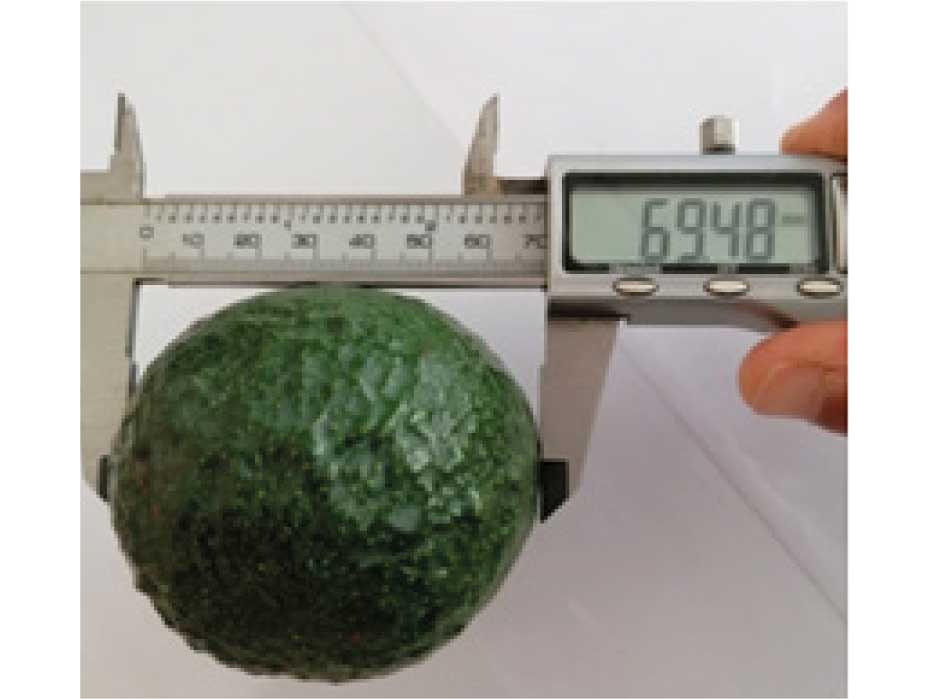 manvertDetalle de la evaluación del diámetro de fruto en el momento de recolección en frutos tratados con manvert time. Aumento de la producción y del diámetro del fruto 