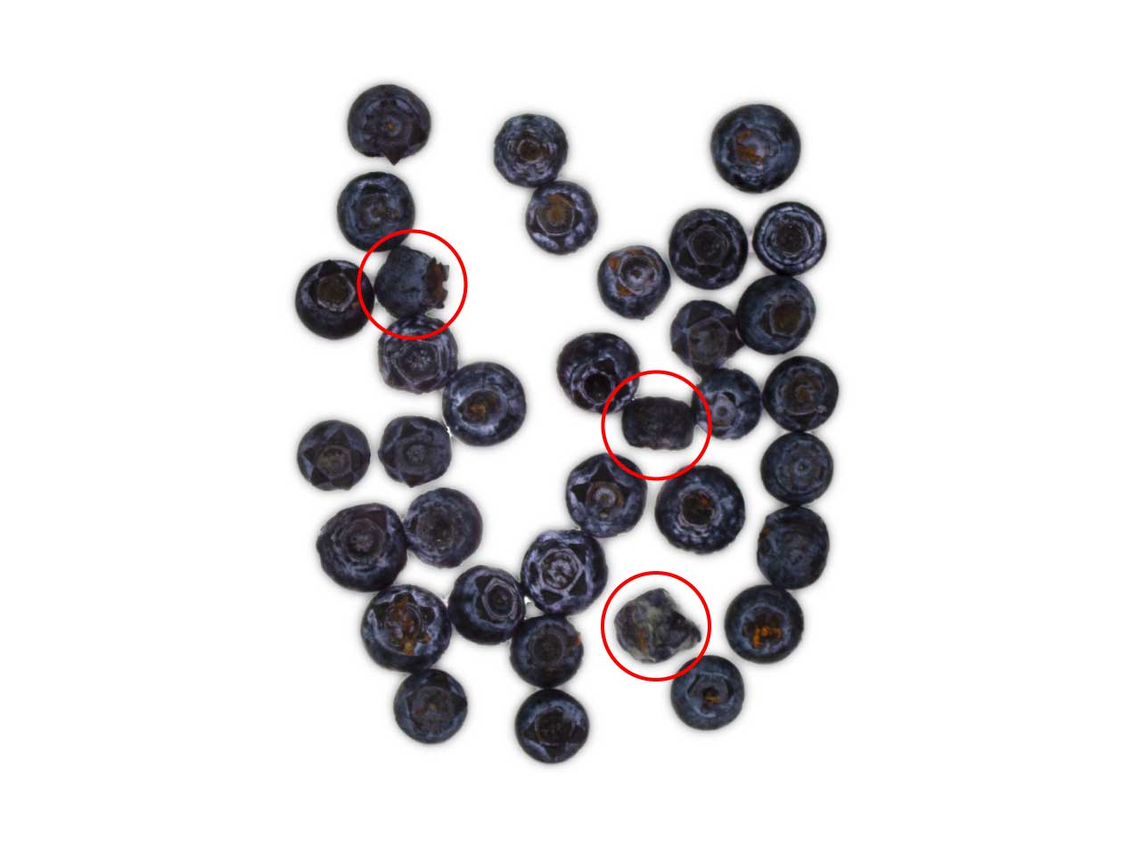 manvertTestigo. Detalle del estado de los frutos almacenados durante 37 días en condiciones de frigoconservación.