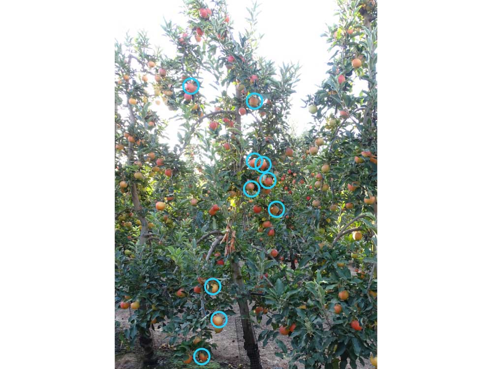 manvertTratamiento con estándar comercial. Los círculos azules corresponden a frutos afectados por golpe de sol.