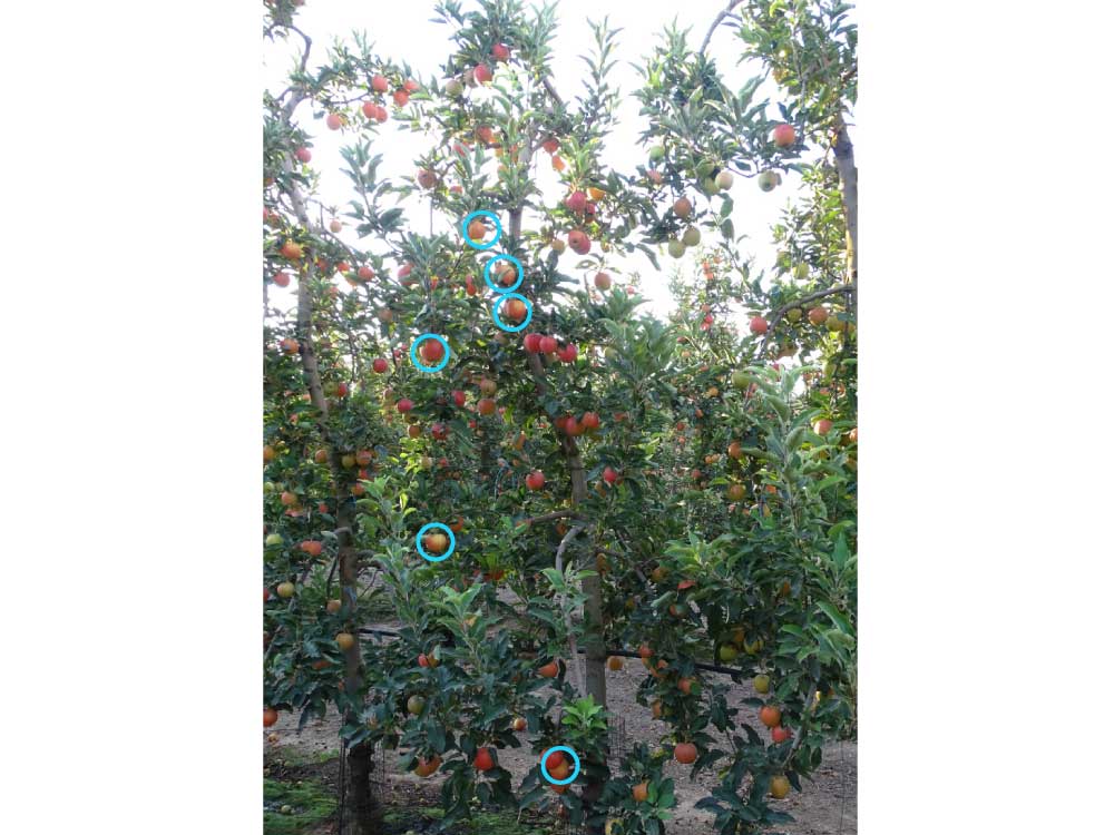 manvertTratamiento con manvert pro-sol. Los círculos azules corresponden a frutos afectados por golpe de sol.