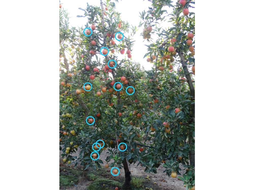 manvertTestigo. Los círculos azules corresponden a frutos afectados por golpe de sol.