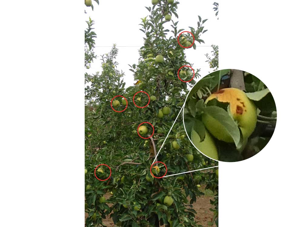manvertTratamiento con estándar comercial. En círculo rojo los frutos con afectación por golpe de sol.