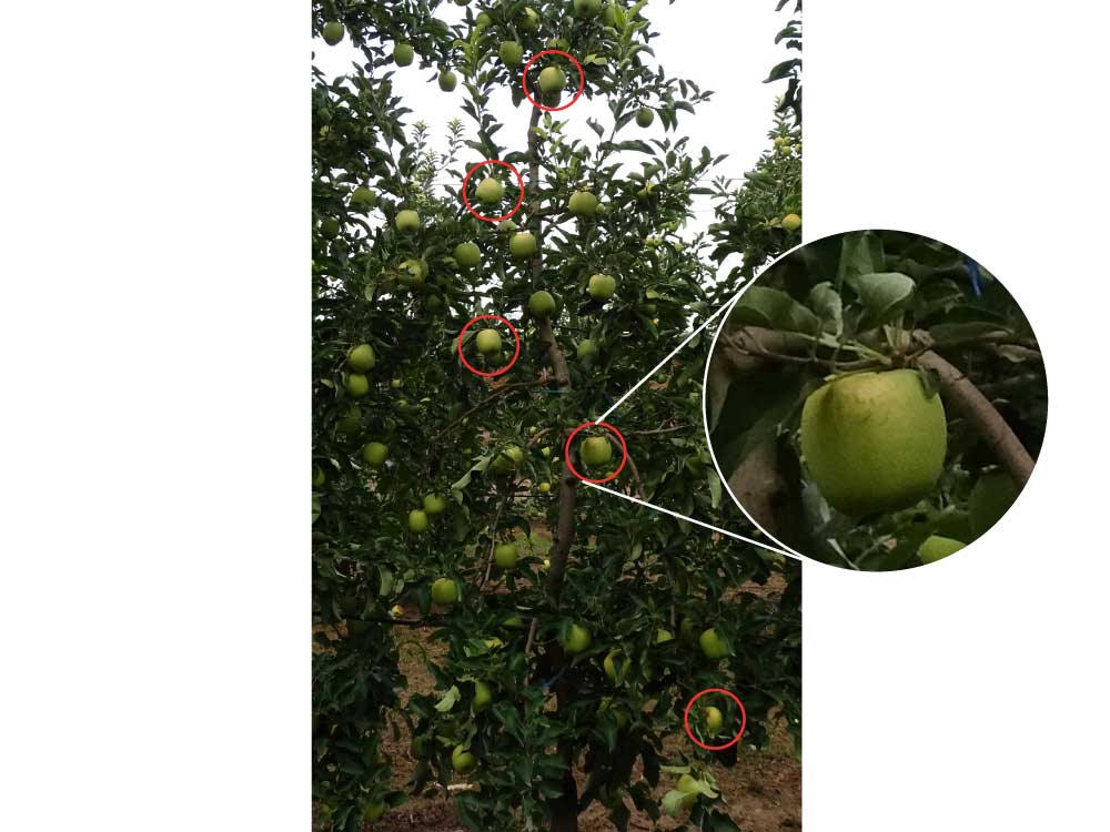 manvertTratamiento con manvert pro-sol. En círculo rojo los frutos con afectación por golpe de sol.