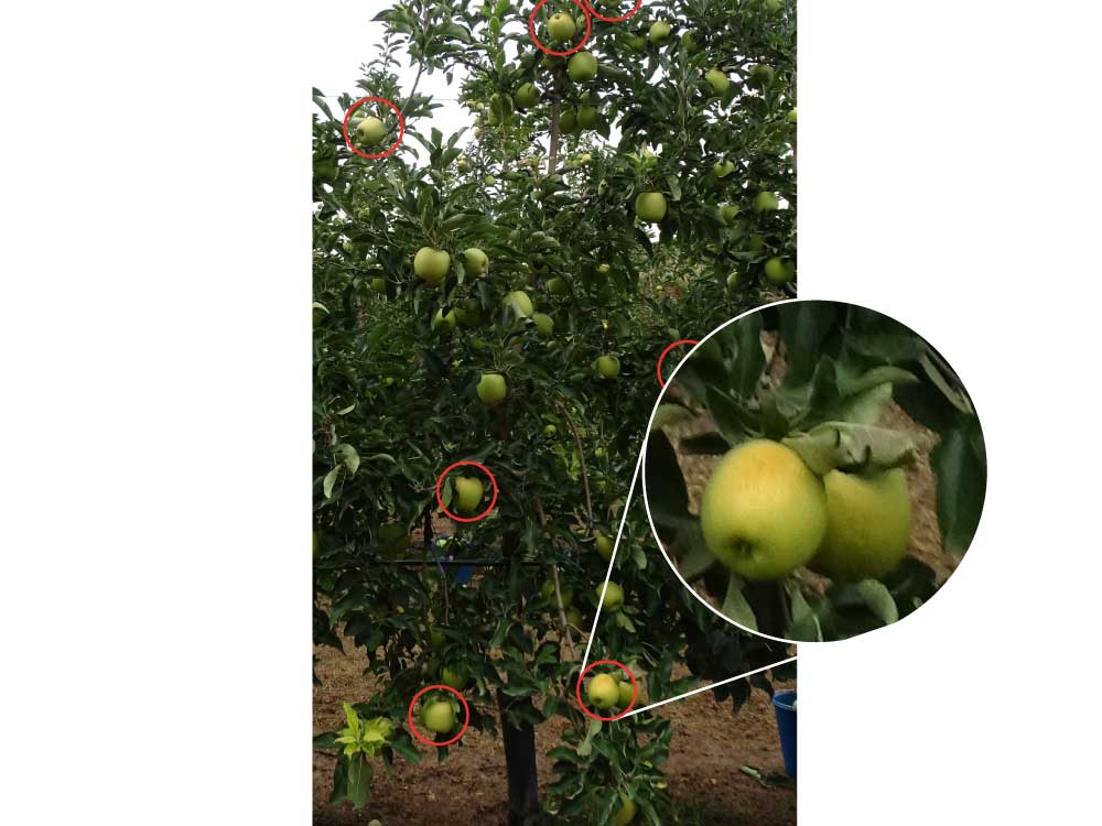 manvertTratamiento con manvert pro-sol. En círculo rojo los frutos con afectación por golpe de sol.