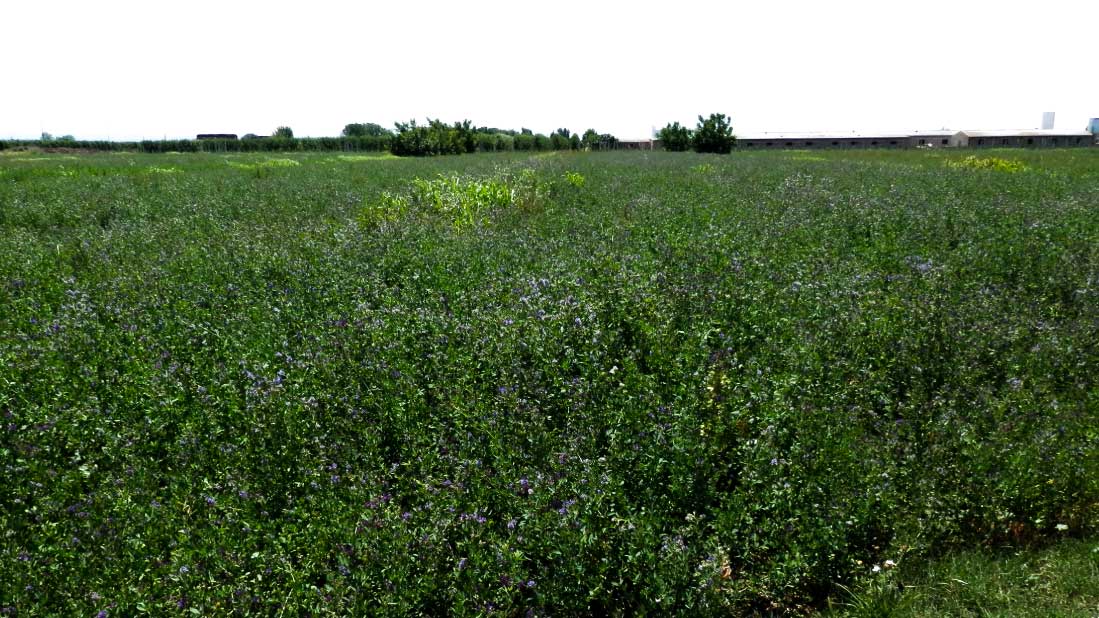 Incremento del azufre, la proteína y la producción en alfalfa