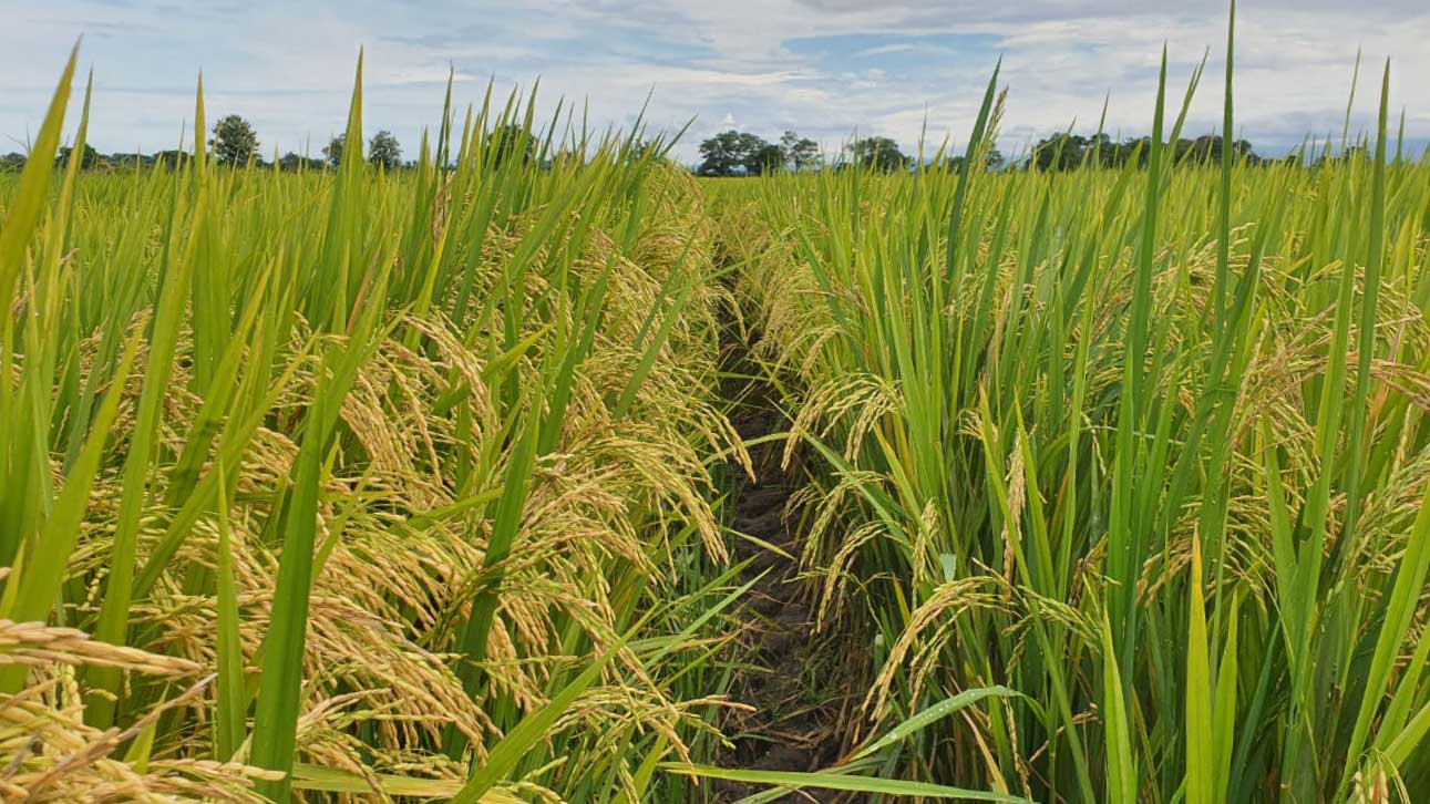 Mejora de la producción y calidad en arroz