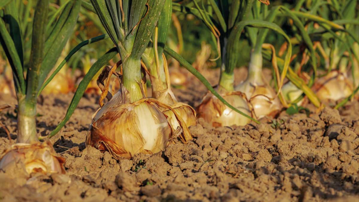 Mejora del llenado y uniformidad del tamaño del bulbo en el cultivo de cebolla