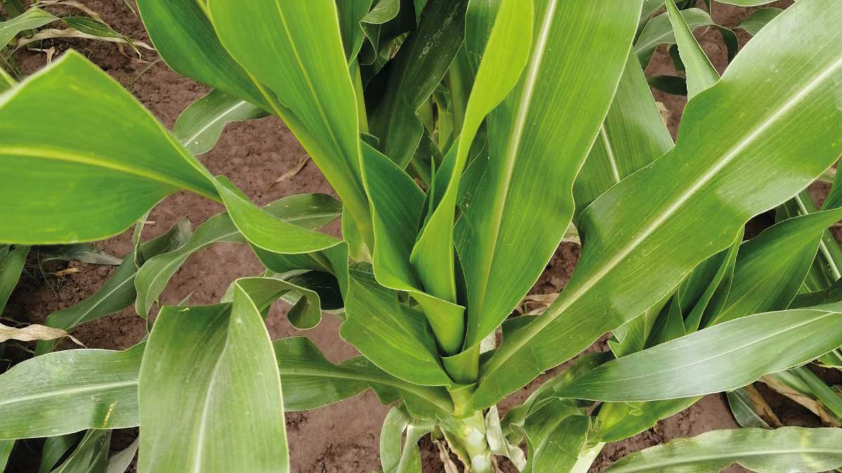  Incremento de la producción en el cultivo de maíz