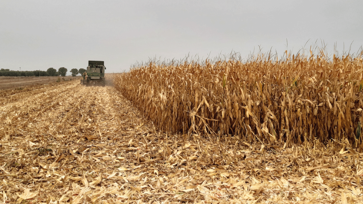 Superación del estrés hídrico con la aplicación de manvert sukses en el cultivo de maíz