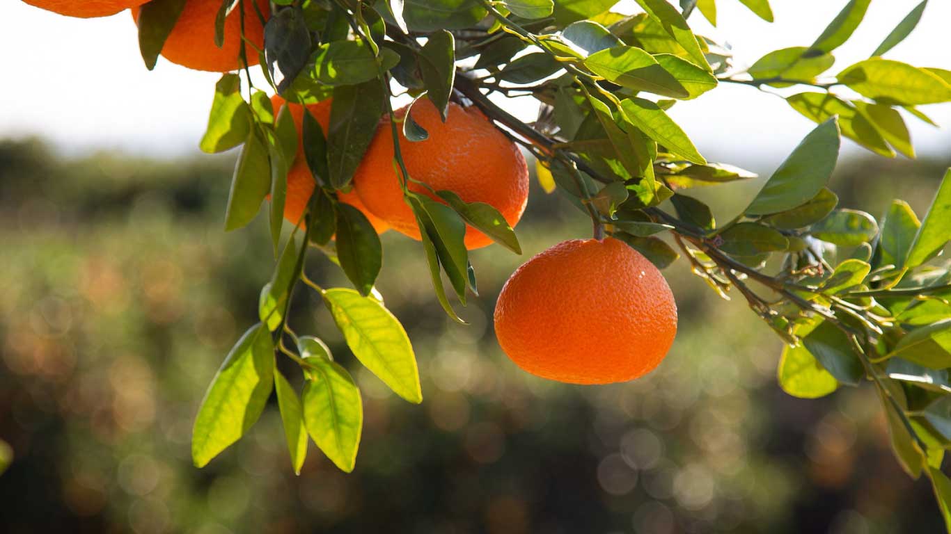 Reducción de los problemas de piel en mandarina