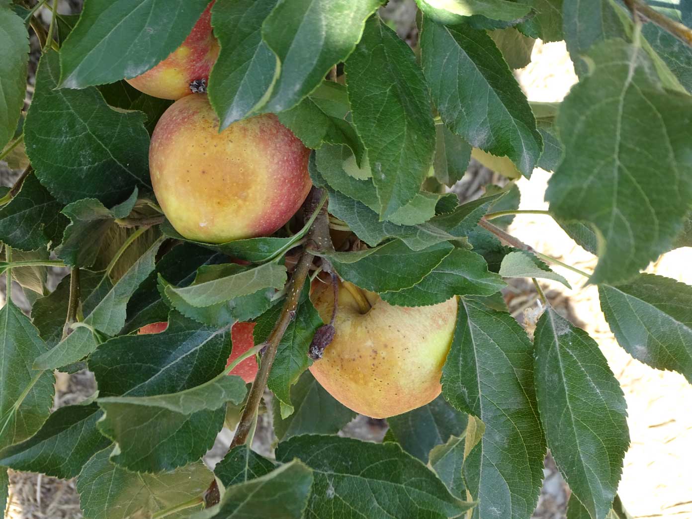 Reducción de la afectación por golpe de sol en manzana