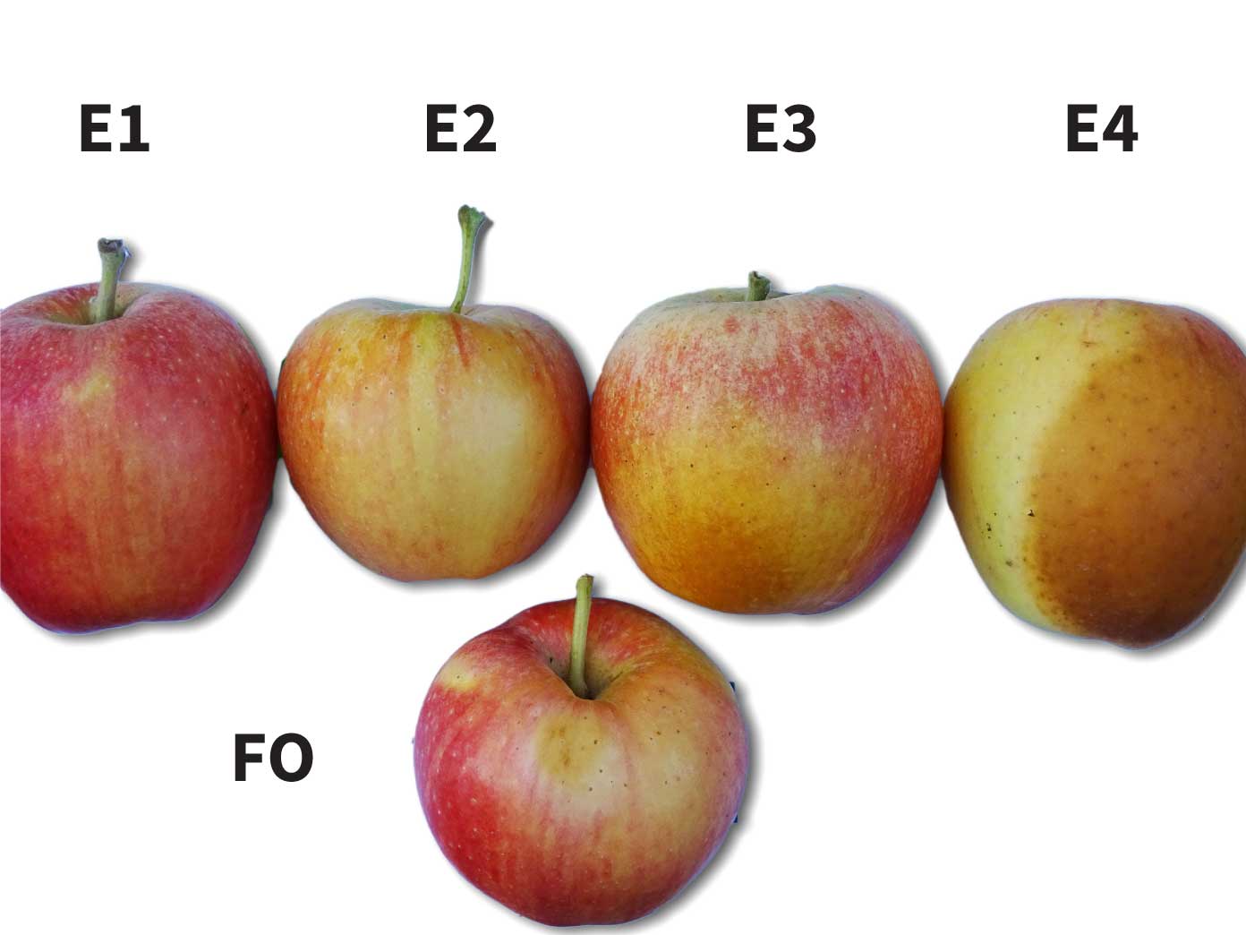 Reducción de daños por golpe de sol en manzana