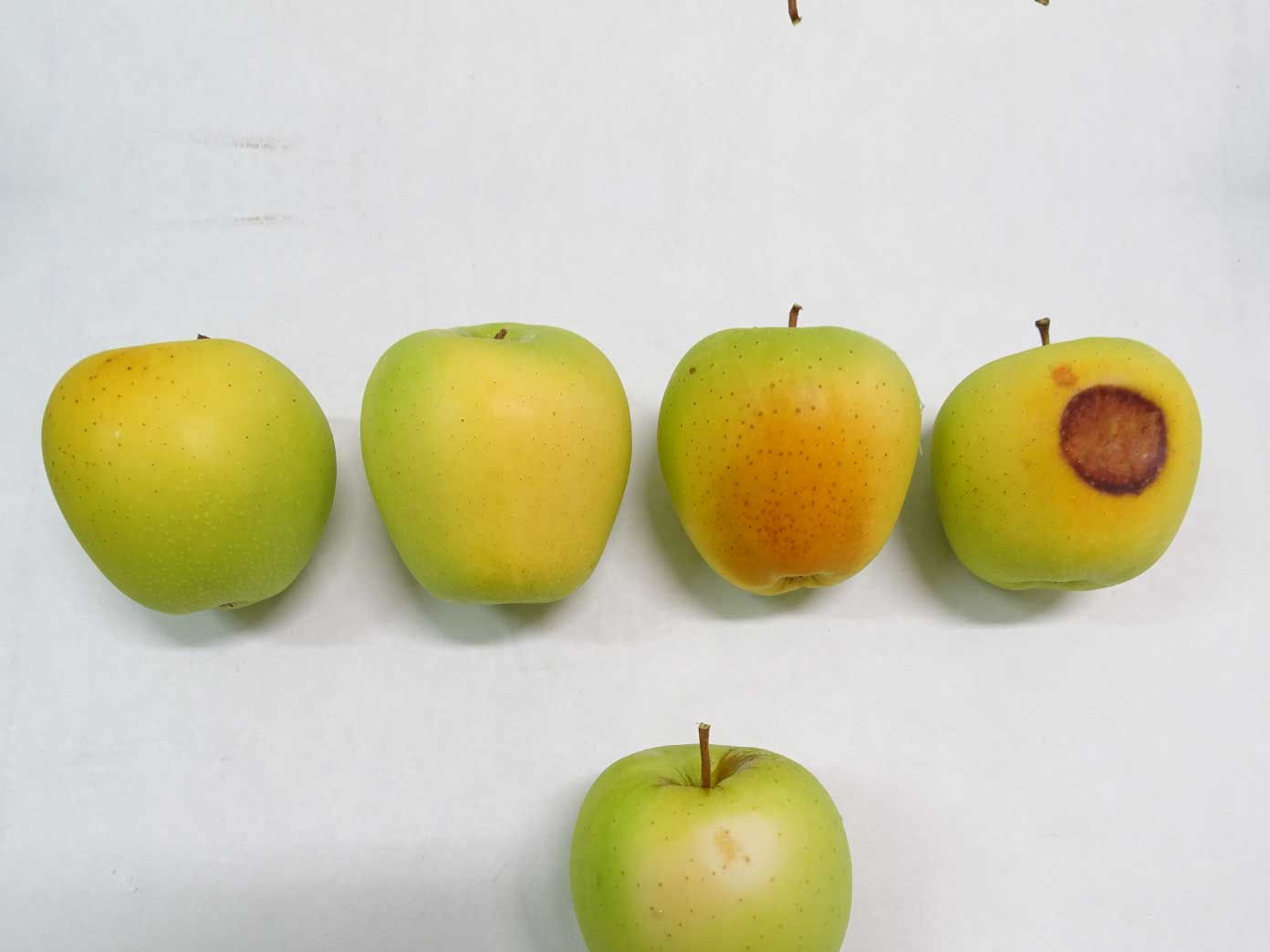 Reducción de los daños por radiación solar en manzana