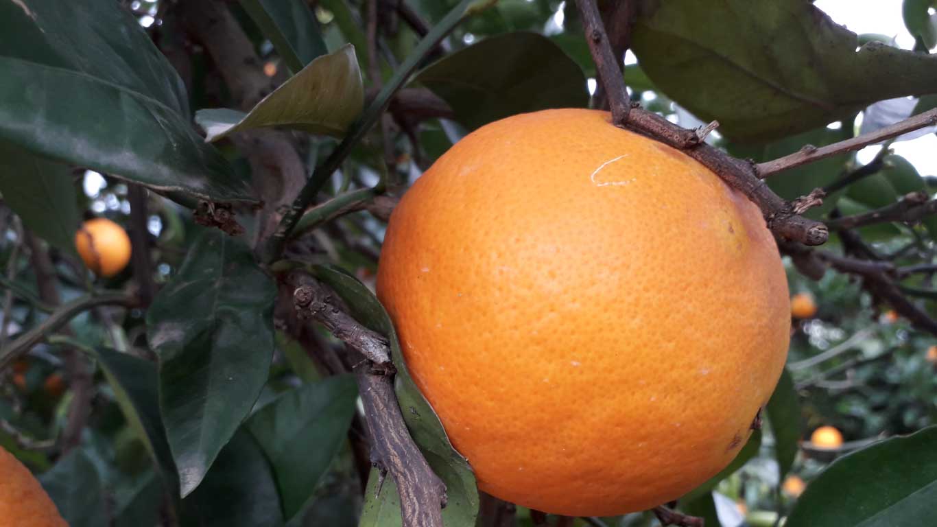Mejora de la calidad y durabilidad poscosecha en naranja