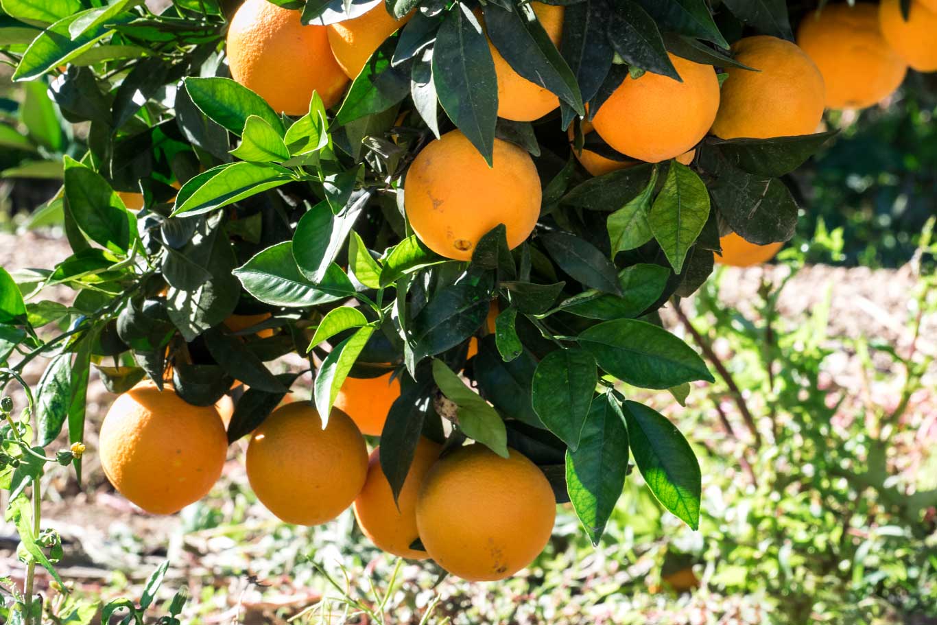 Disminución de la caída prematura del fruto en naranja
