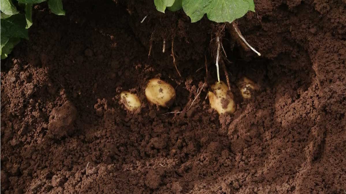 Aumento de la producción y la calidad en patata