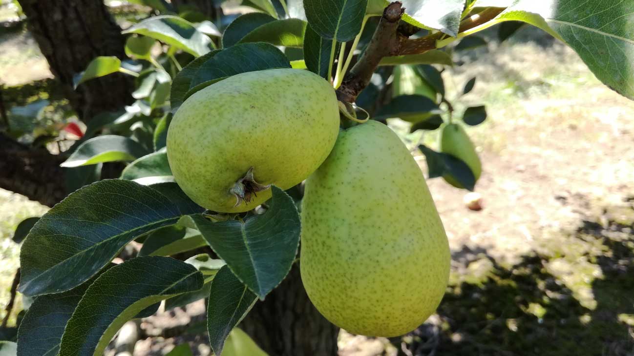 Reducción del número de frutos no comerciales con presencia de deformaciones en pera v. limonera