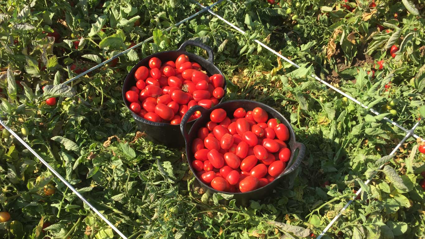 Mejora del rendimiento en tomate industrial