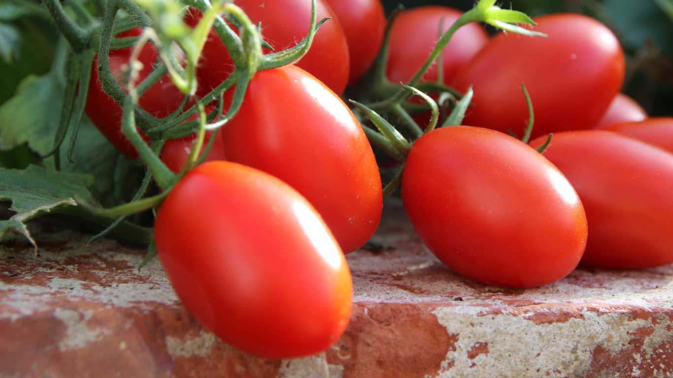 Uniformización de la madurez y el color en tomate industrial