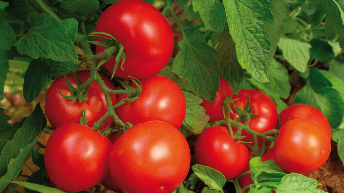 Estimulación del crecimiento radicular en tomate de invernadero en trasplantes de invierno