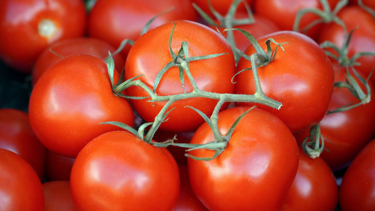 Mejora del enraizamiento y desarrollo vegetativo en el cultivo del tomate