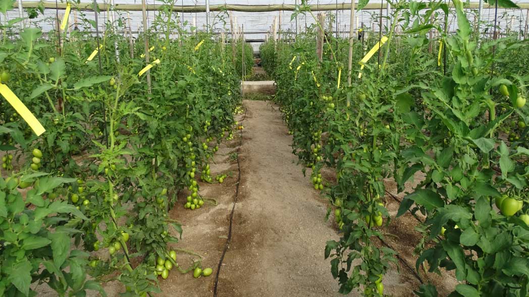 Incremento de la producción y calidad en tomate