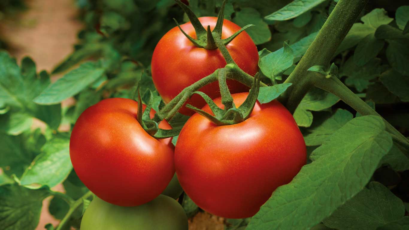 Mejora de la productividad en tomate