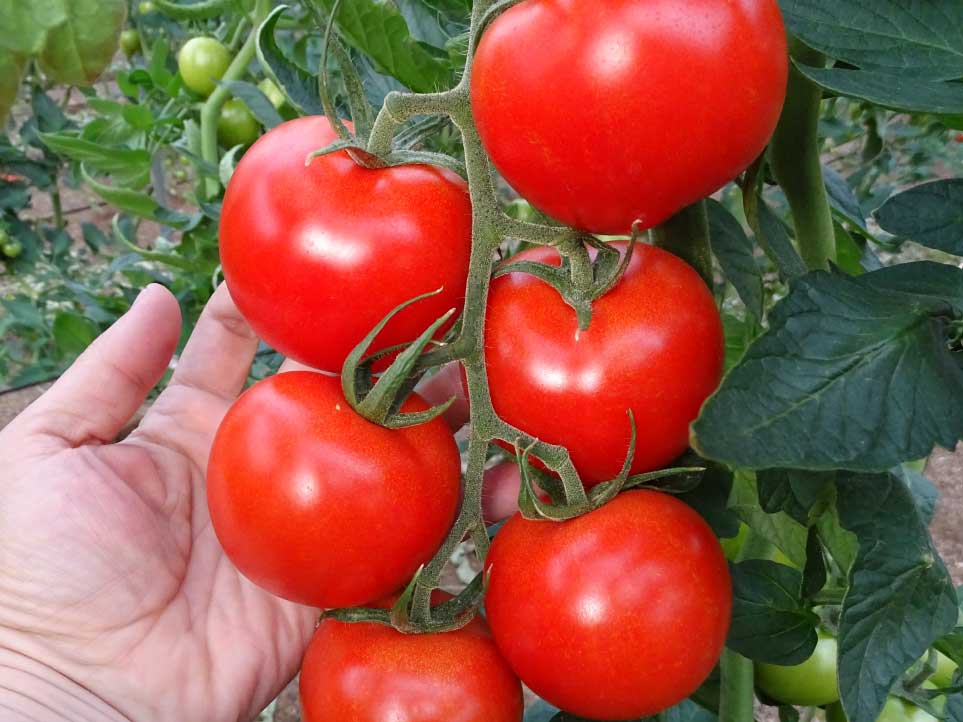 Mejora de la producción en tomate