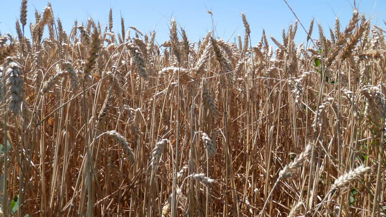 Mejora de la producción en trigo en condiciones de regadío