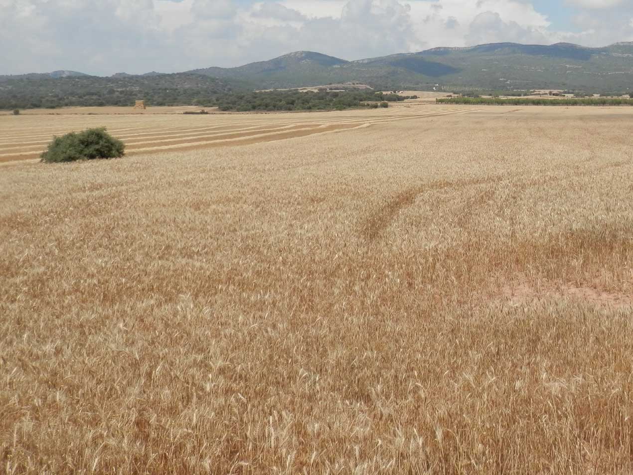 Mejora de la producción en condiciones de secano en trigo 