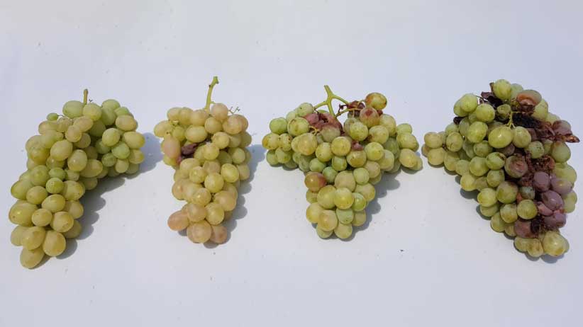 Control de la botrytis cinerea en uva de mesa