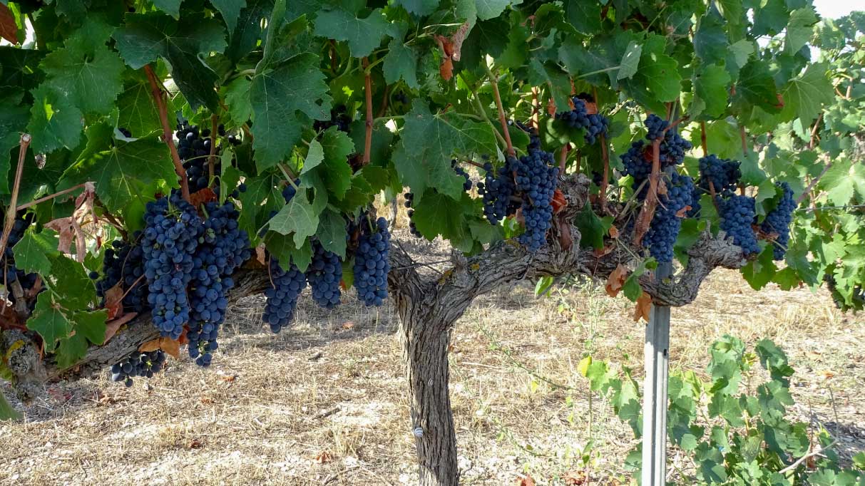 Control del mildiu en uva de vinificación