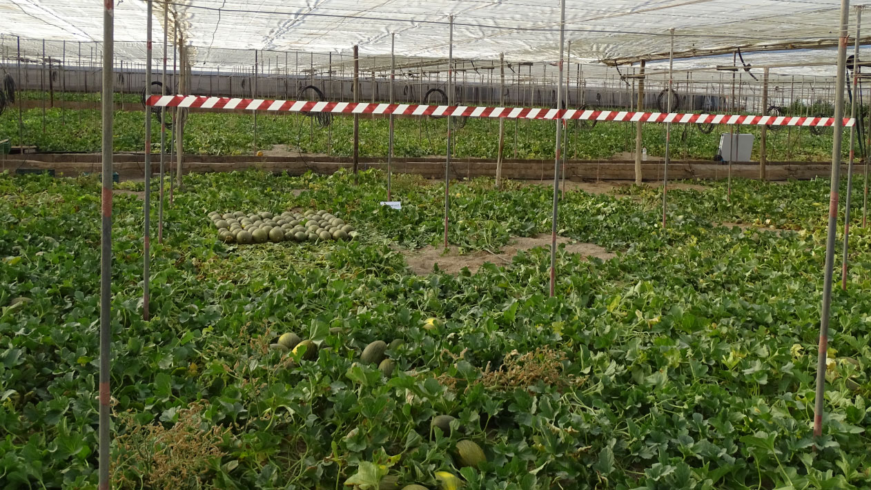 Mejora del desarrollo vegetativo y la producción en el cultivo de melón bajo invernadero