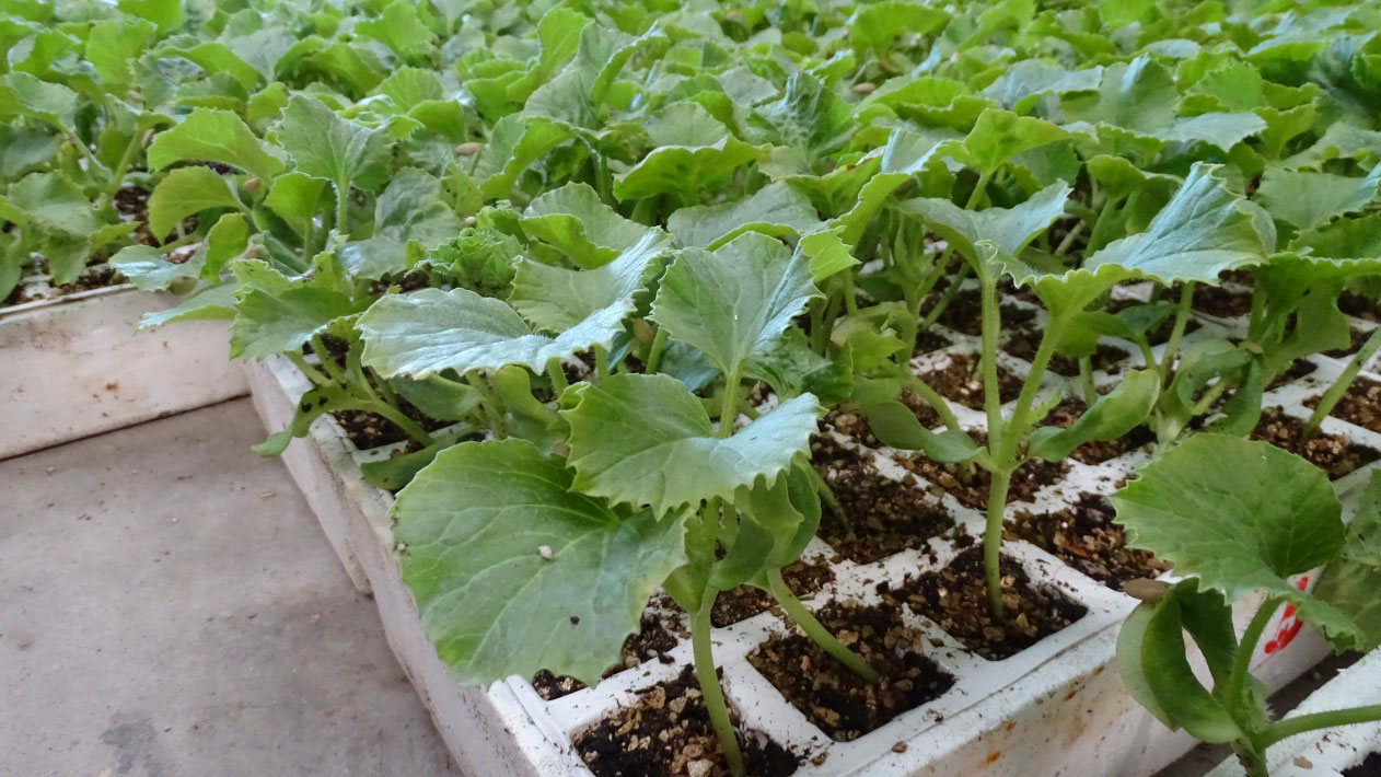 Mejora del desarrollo vegetativo y producción en el cultivo de melón bajo invernadero