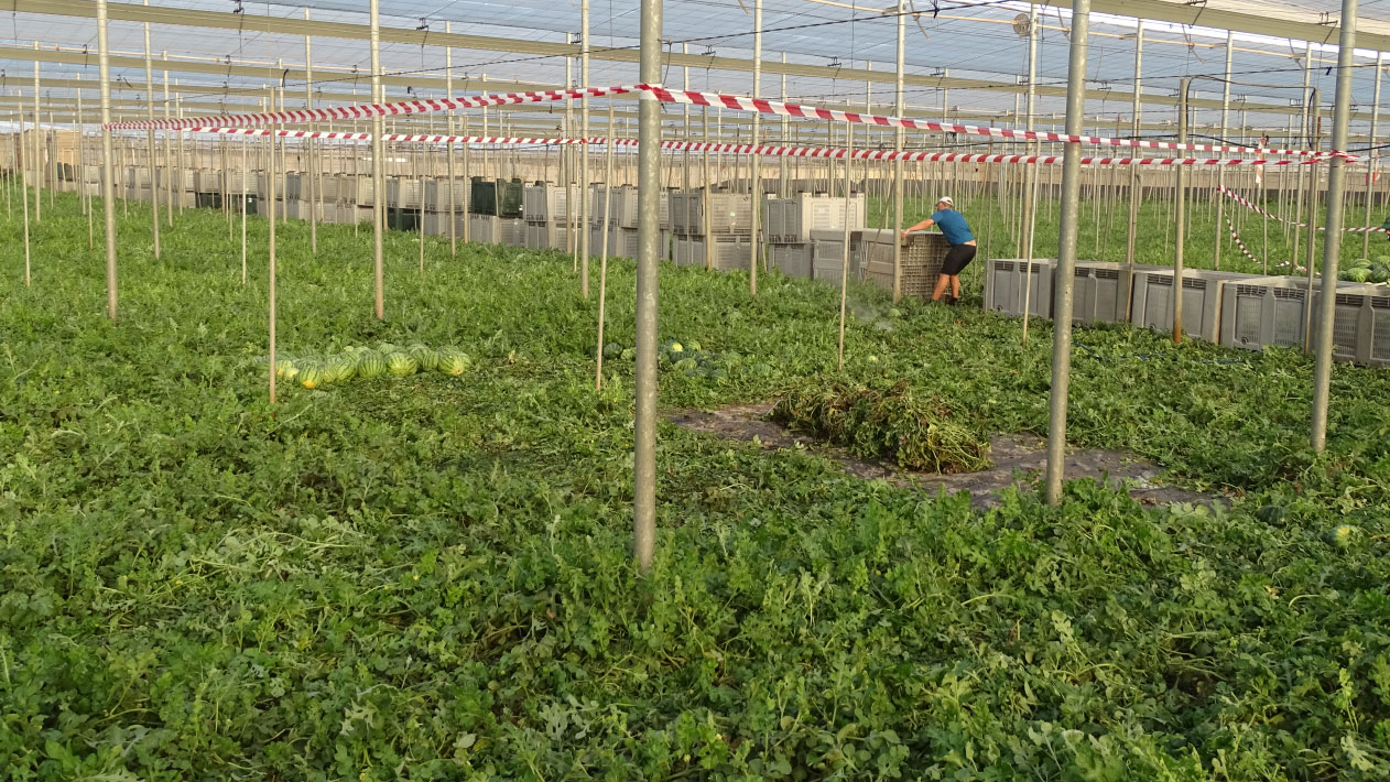 Mejora del desarrollo vegetativo y la producción en el cultivo de sandía bajo invernadero