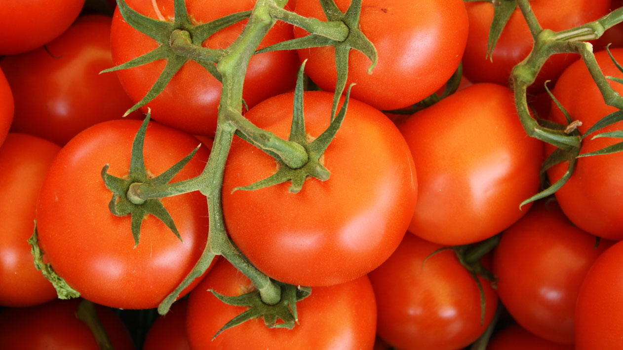 Aumento de la disponibilidad de nutrientes en el suelo y la producción total en tomate