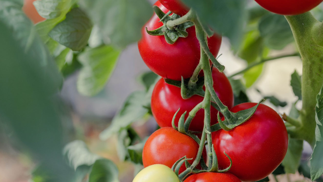 Mejora de las conciciones de cultivo y aumento de la producción en tomate